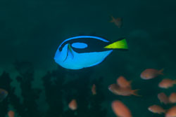 BD-110319-Puerto-Galera-4035-Paracanthurus-hepatus-(Linnaeus.-1766)-[Pallette-surgeonfish.-Palettkirurgfisk].jpg